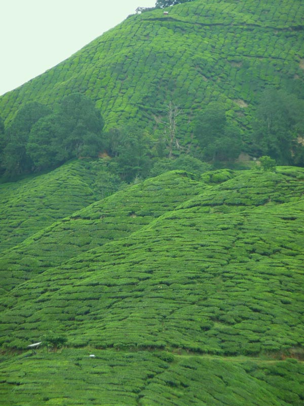 tea-plantation-3.jpg