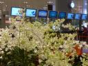 singapore-airport-orchards.jpg