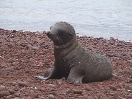 DSC00154sealionpup.JPG