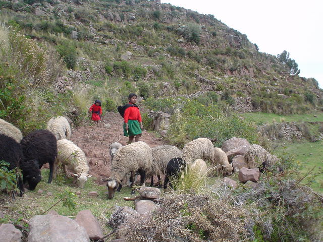 DSC03612girlssheep.JPG