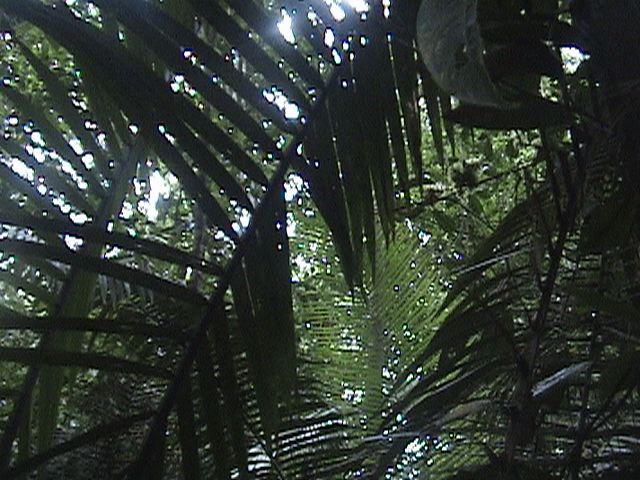 DSC00376ferns.JPG