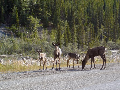 CA-caribou.jpg