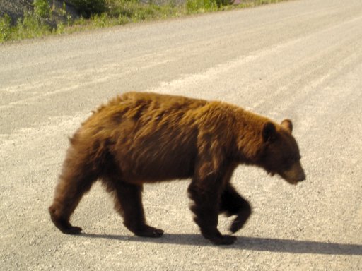 bear2.jpg