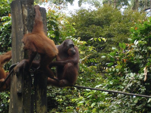 borneo-orang.jpg