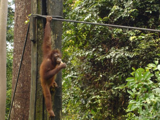 borneo-orang2.jpg