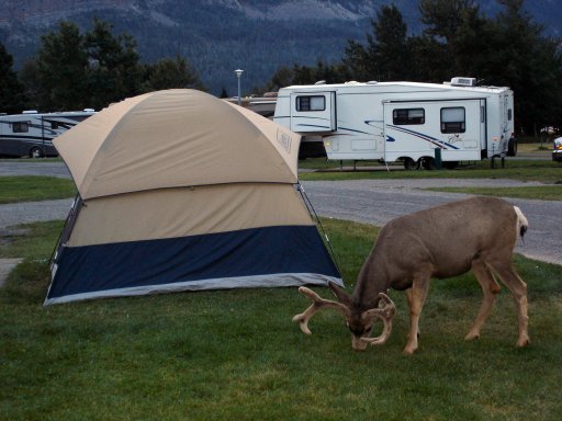 glacier-friendlydeer.jpg