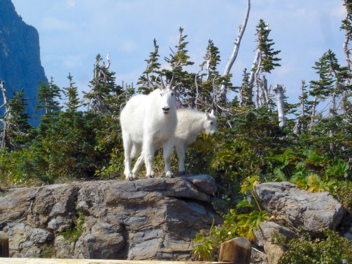 glacier-mountaingoats.jpg