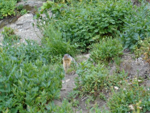 glacier-squirrel.jpg