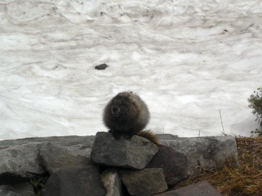 rainiermarmot.jpg