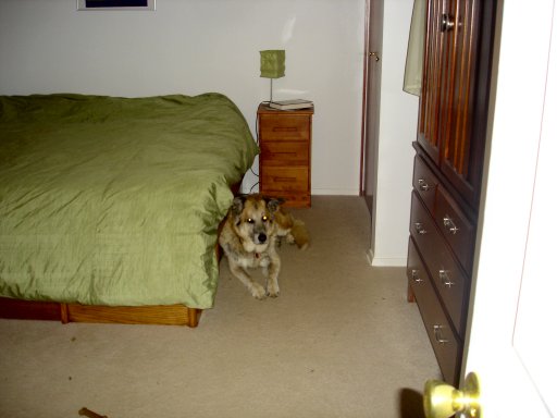 bedroomdog.jpg