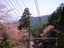 Cable cars and cherry blossoms