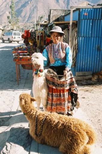 Traditionally-dressed Chivay woman with alpacas