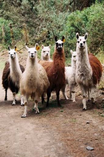 Llamas within spitting distance