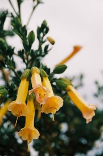 Lovely flowers