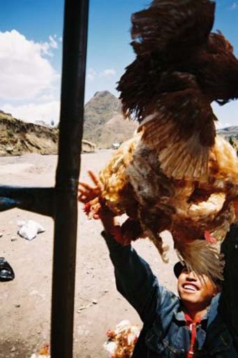 Unloading chickens from the bus