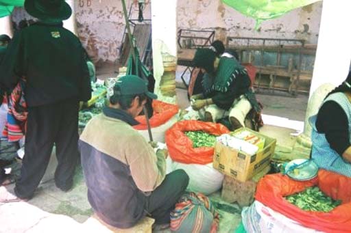 Buying coca leaves, an essential need in their lives
