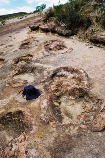Dinosaurs' footprints... see how my blue hat compared with the size
