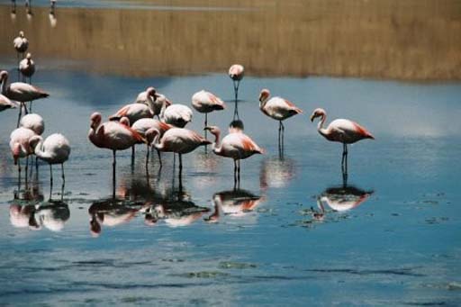 More flamingoes at Laguna Redonda
