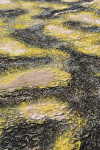 Flamingo footprints on the soft coloured mud