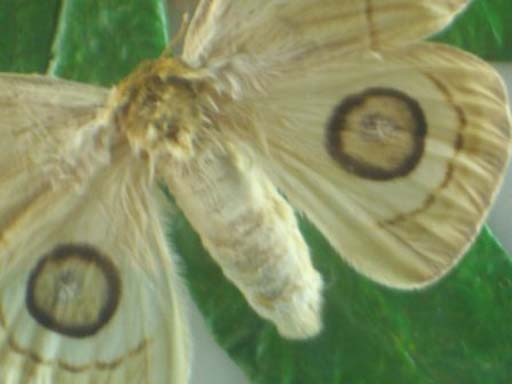 Butterfly sample at Museum of Natural Science