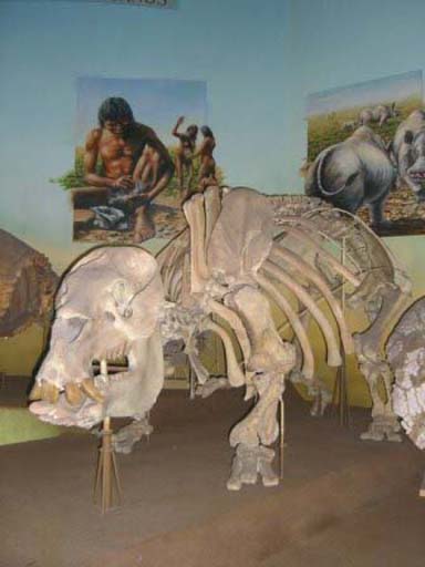 Inside the impressive Museum of Natural Science of La Plata
