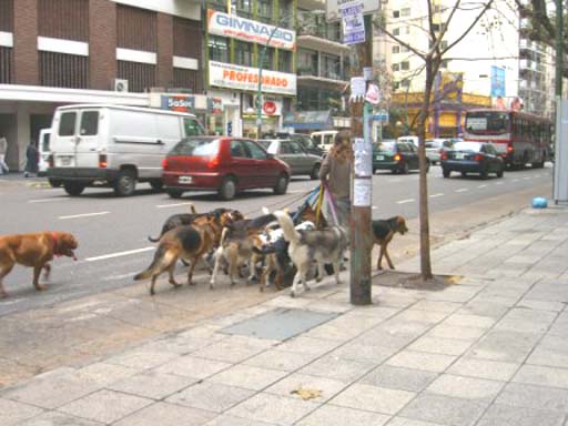 Paseoperros, dogwalkers with many dogs... many many dogs... tied to his waist