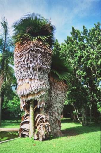 Special palm tree at the Botanic Garden