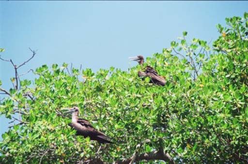 Some lovely frigate birds out on the mangrove islands