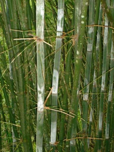 Bamboo in My Soul