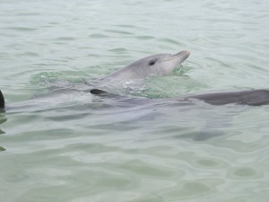 Dolphins