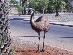 Exmouth Ostrich