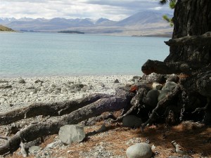 Tekapo + Tree + bird