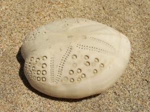 Urchin Shell