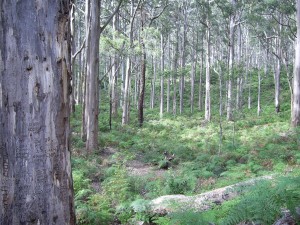 Boranup forest