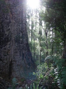 Lovely trees!