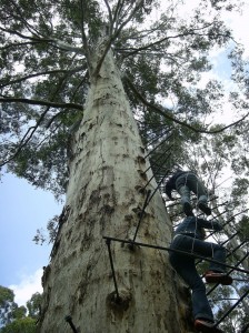 the gloucester tree